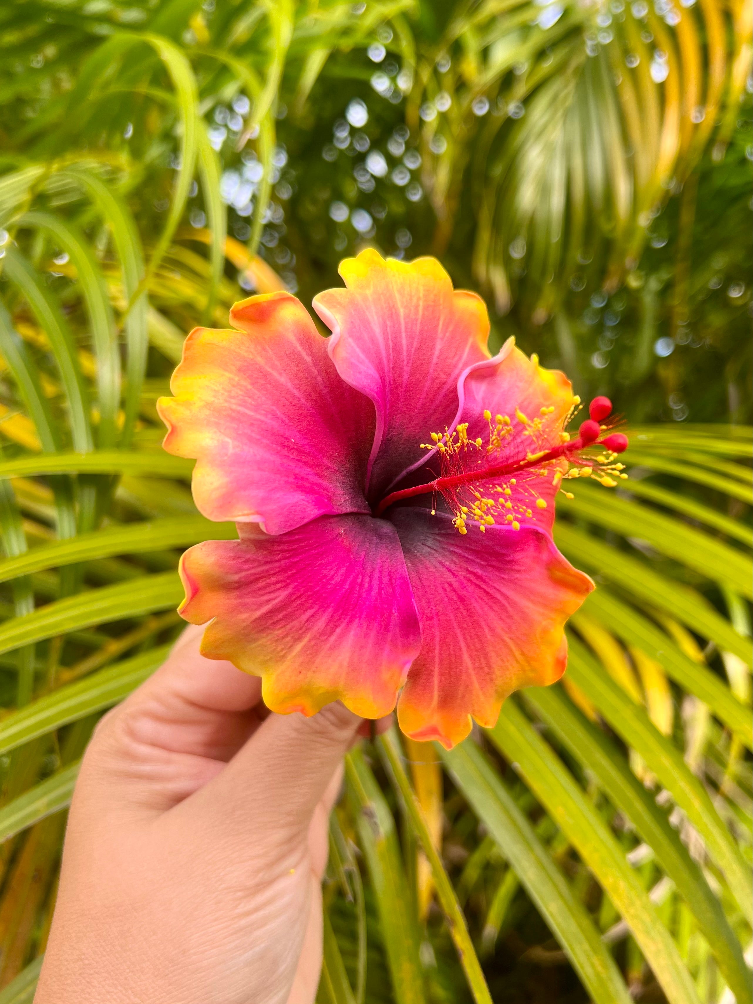 fofogaolemaota-aute-large-gradient-zaharalili-rose